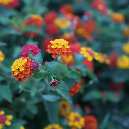 Lale Park Ξενοδοχείο 2*