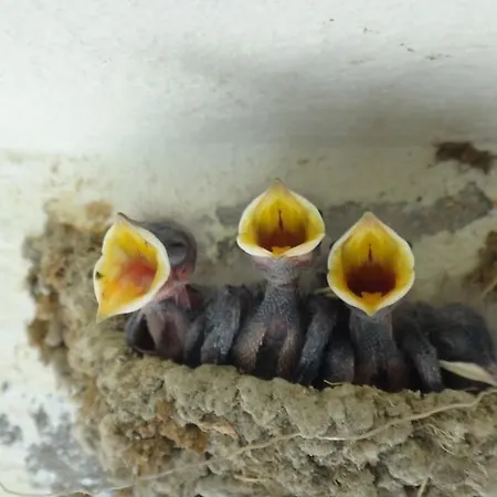 Ξενοδοχείο Lale Park Σιντέ