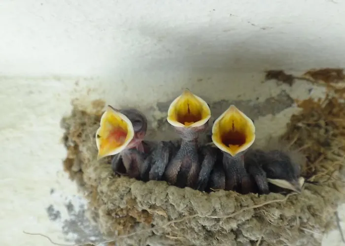 Hotel Lale Park Side